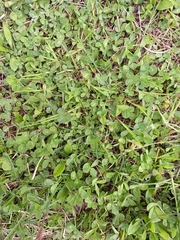 Trifolium repens