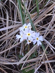 Primula mistassinica