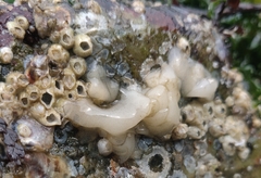 Onchidoris bilamellata
