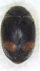 Nephus binaevatus