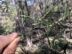 Boronia splendida