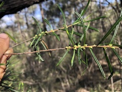 Boronia splendida