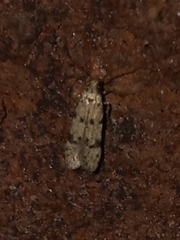 Taygete attributella