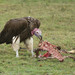 Lappet-faced Vulture - Photo (c) waiken, some rights reserved (CC BY-NC)
