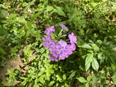 Phlox glaberrima