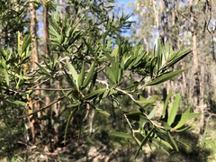Melaleuca formosa