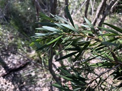 Melaleuca formosa