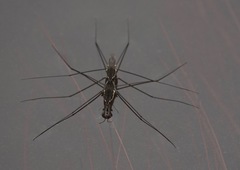 Aquarius conformis