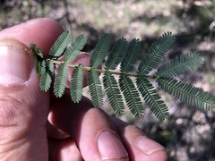 Acacia loroloba