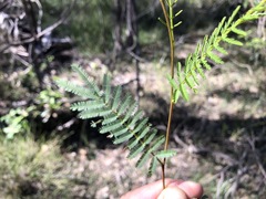 Acacia loroloba