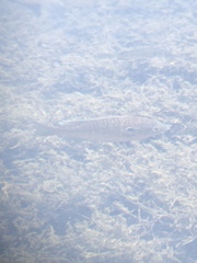 Lepomis peltastes