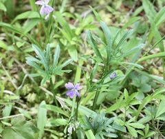 Viola brittoniana