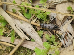 Loxoblemmus appendicularis