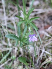 Viola brittoniana