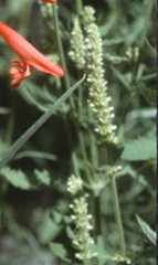 Agastache micrantha