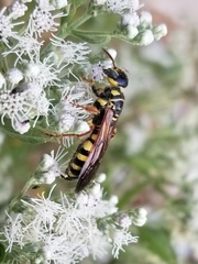 Myzinum quinquecinctum