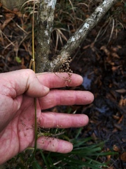 Rhynchospora miliacea