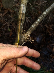 Rhynchospora miliacea