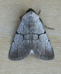 Sympistis greyi