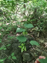 Acer davidii grosseri