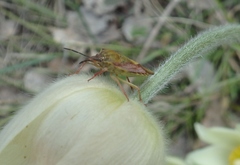 Carpocoris fuscispinus