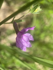 Lythrum californicum