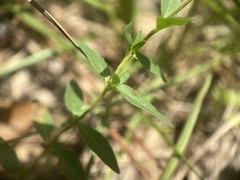 Lythrum californicum