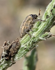 Larinus minutus