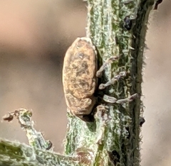 Larinus minutus