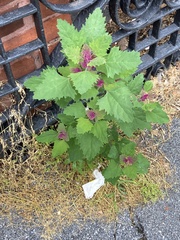 Chenopodium album