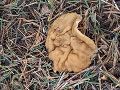 Gyromitra perlata