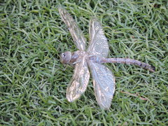 Rhionaeschna multicolor