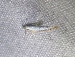 Argyresthia subreticulata