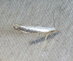 Argyresthia subreticulata