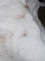 Chlamydomonas nivalis