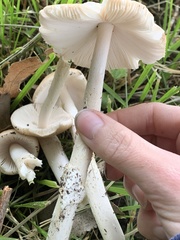 Amanita populiphila