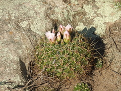 Gymnocalycium monvillei