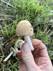Amanita populiphila