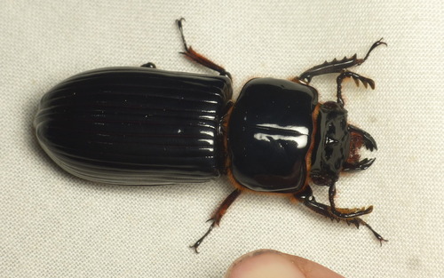 Horned Passalus Beetle, photo 3 of 10