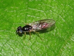 Sargus decorus