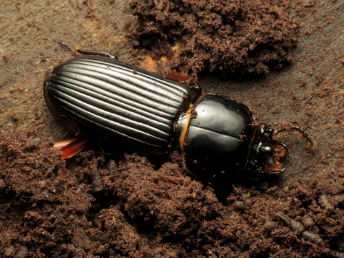 Horned Passalus Beetle photo 3