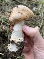 Amanita populiphila