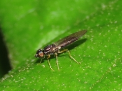 Sargus decorus
