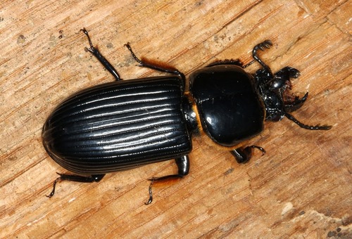 Horned Passalus Beetle, photo 7 of 10