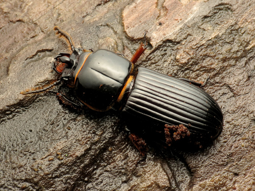 Horned Passalus Beetle photo 4