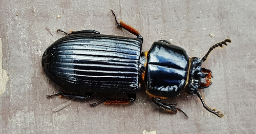 Horned Passalus Beetle, photo 8 of 10