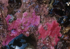 Stylantheca papillosa