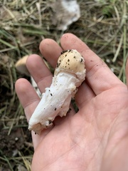 Amanita populiphila