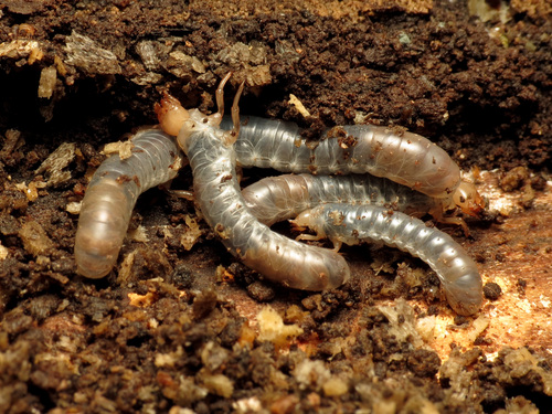 Horned Passalus Beetle photo 5