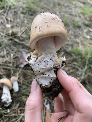 Amanita populiphila